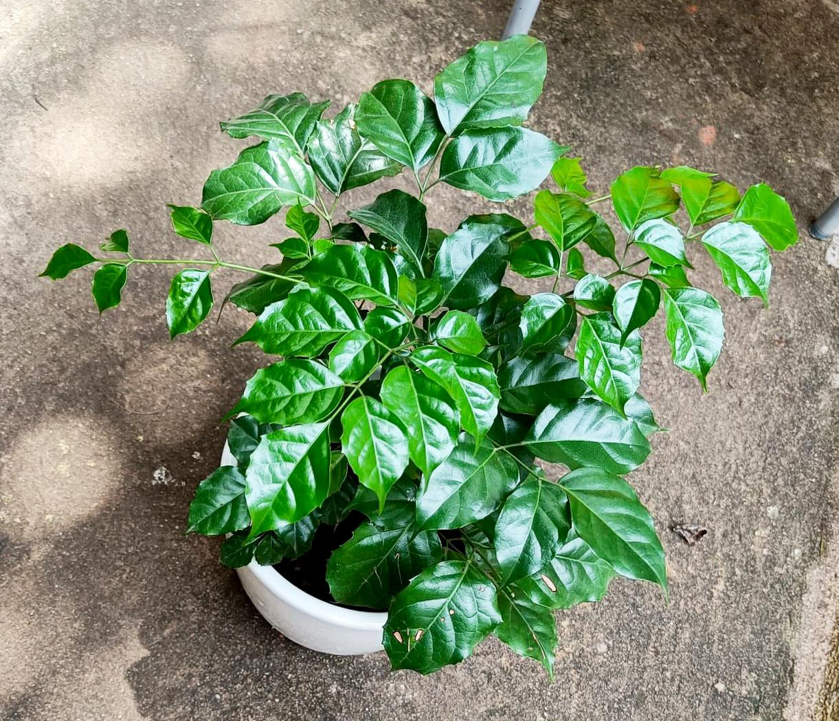 menh-moc-hop-cay-gi (12).jpg